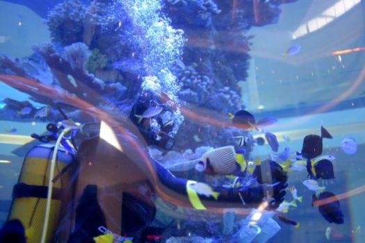 MUCH ANTICIPATED CREST AQUARIUM OPENS IN CRESTA MALL