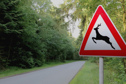 DID YOU KNOW: ROADKILL ACTUALLY SAVES LIVES