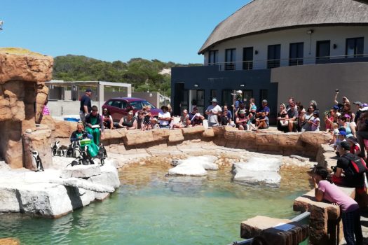 FORD PARTNERS WITH SANCCOB TO SAVE ENDANGERED PENGUIN