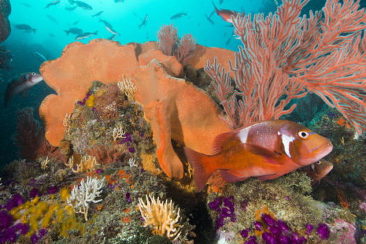 SOUTH AFRICA’S OCEANS NEED YOUR HELP