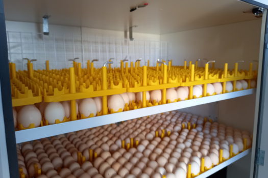 FORD EMPOWERED YOUTH THROUGH  ENACTUS