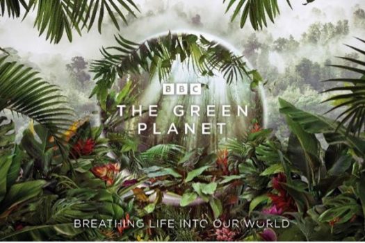 MEET SOME WEIRD & WONDERFUL PLANT HEROES FROM AROUND THE WORLD