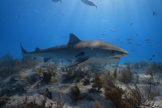 NATIONAL GEOGRAPHIC WILD CELEBRATES 10 YEARS OF SHARKFEST