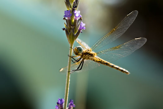 NATIONAL GEOGRAPHIC PHOTO COMPETITION 2022 NOW OPEN FOR ENTRIES 