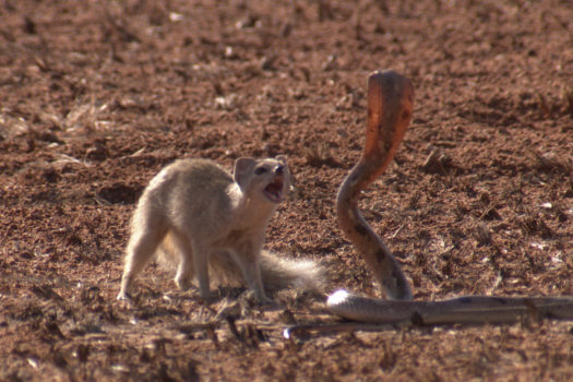 SNAKE MONTH SLIVERS ONTO NATIONAL GEOGRAPHIC WILD