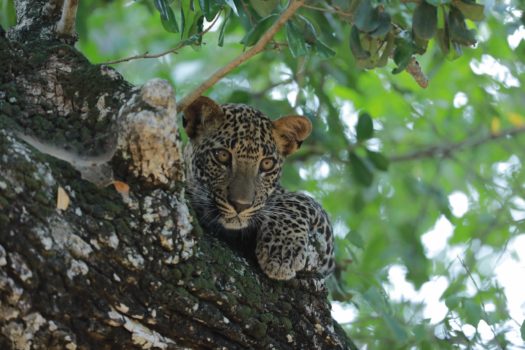 BIG CAT SUNDAYS THIS FEB ON NATIONAL GEOGRAPHIC WILD