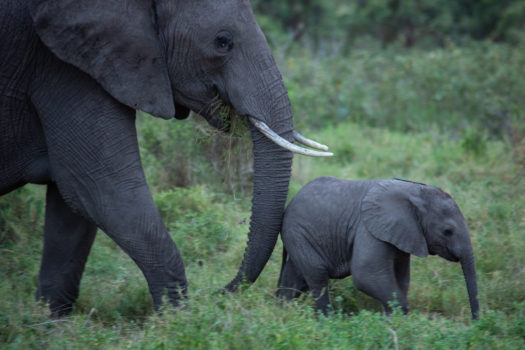 SECRETS OF THE ELEPHANTS PREMIERES THIS EARTH DAY