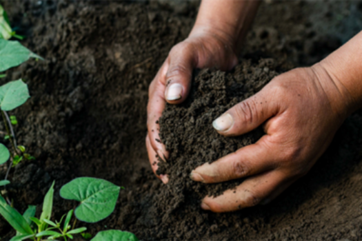 FOR CERTIFICATION: NEW SOiL REMEDY ROLLERS & AROMA RECIPES
