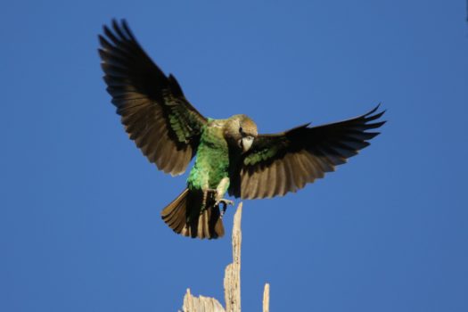 WORLD PARROT DAY WILL FOCUS ON FATE OF THE VANISHING CAPE PARROT