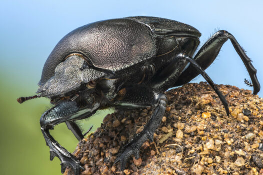 A REAL BUG’S LIFE PREMIERES ON DISNEY+ THIS WEEK