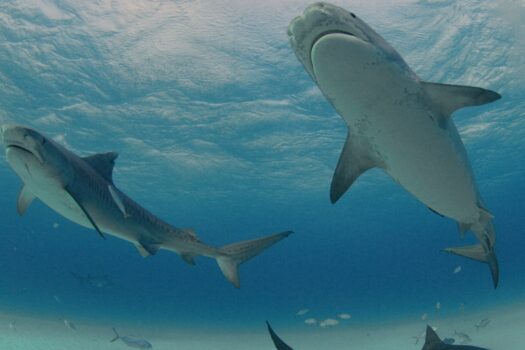 ITS THAT SEASON AGAIN –  LETS PLUNGE INTO SHARKFEST THIS JULY! 