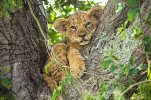CELEBRATE THE REAL LION KING THIS DECEMBER ON NATGEO