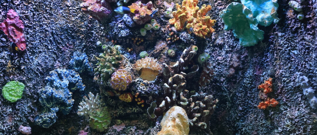 NATIONAL GARDEN WELCOMES SHARKS AND OVER 200 MARINE FISH