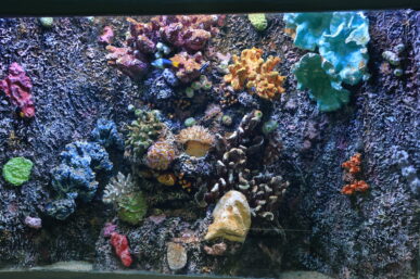 NATIONAL GARDEN WELCOMES SHARKS AND OVER 200 MARINE FISH