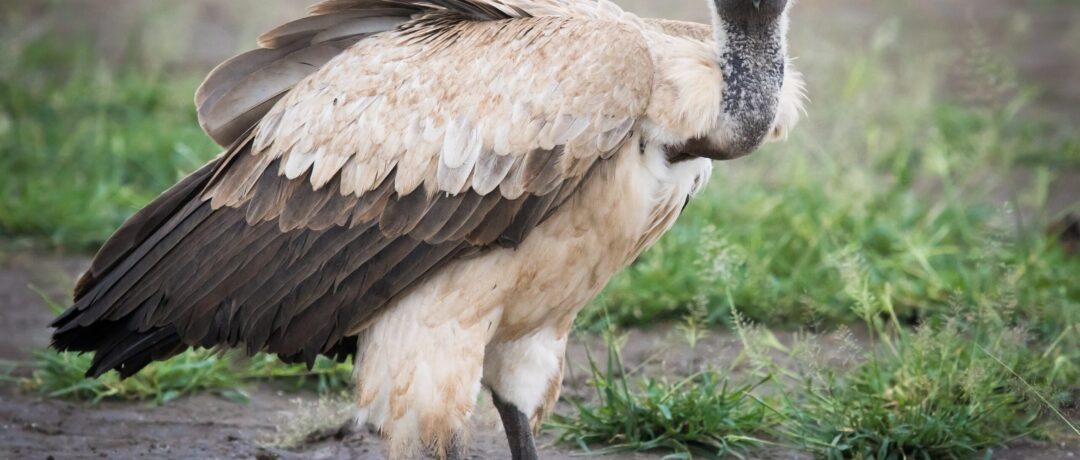 FIVE WILD FACTS YOU MAY NOT KNOW ABOUT THE CAPE VULTURE