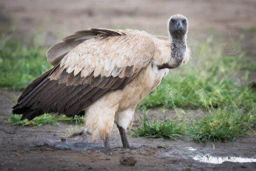 FIVE WILD FACTS YOU MAY NOT KNOW ABOUT THE CAPE VULTURE
