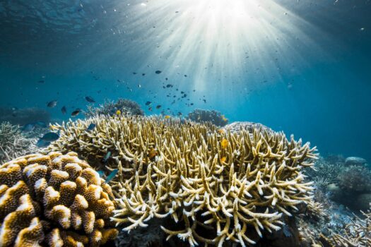 OCEAN WITH DAVID ATTENBOROUGH TO PREMIERE ON NAT GEO TMW