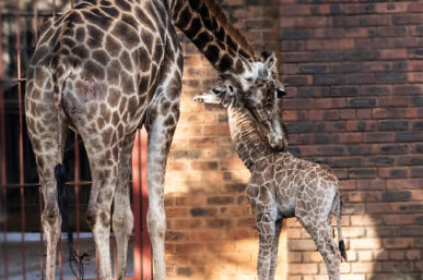 NATIONAL ZOOLOGICAL GARDEN ANNOUNCES NEW BIRTH ON WORLD GIRAFFE DAY