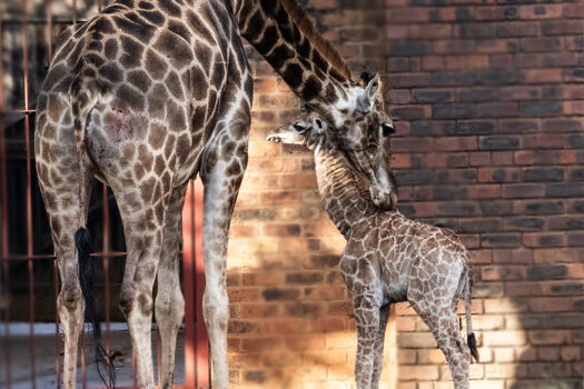 NATIONAL ZOOLOGICAL GARDEN ANNOUNCES NEW BIRTH ON WORLD GIRAFFE DAY