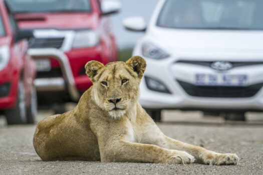 GUIDED SAFARI VS SELF-DRIVE; WHICH EXPERIENCE IS RIGHT FOR YOU?