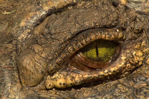 UNTAMED AFRICA CELEBRATED  ON NATIONAL GEOGRAPHIC WILD THIS AUGUST