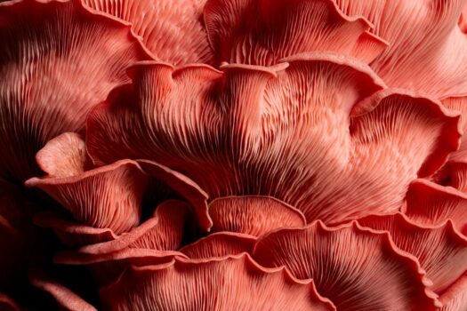 WORLD’S GREATEST FOOD PHOTOGRAPHER AWARDS ARE OPEN FOR ENTRIES