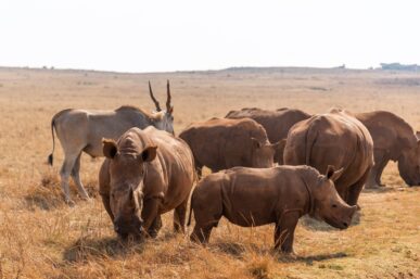 UNDERSTANDING THE PURPOSE OF A RHINO’S HORN THIS WORLD RHINO DAY