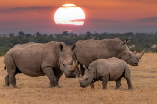 BOTHONGO RHINO & LION NATURE LAUNCHES SUNSET GAME DRIVES