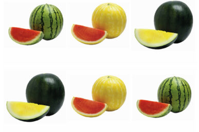 HAVE A TECHNICOLOUR SUMMER WITH PICK N PAY’S EXOTIC WATERMELON VARIETIES