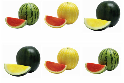 HAVE A TECHNICOLOUR SUMMER WITH PICK N PAY’S EXOTIC WATERMELON VARIETIES