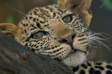 AFRICA’S BIG CATS TAKE THE SPOTLIGHT THIS FEB ON NATGEO WILD