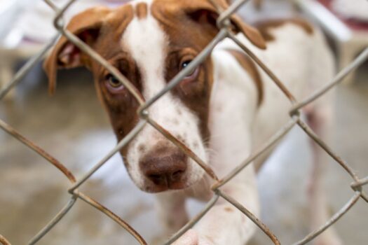 GROUNDBREAKING INITIATIVE TO ESTABLISH ANIMAL SHELTER MINIMUM STANDARDS