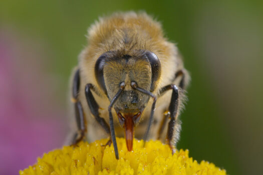 NATGEO RELEASES UN-BEE-LIEVEABLE TRAILER FOR SECRETS OF THE BEES