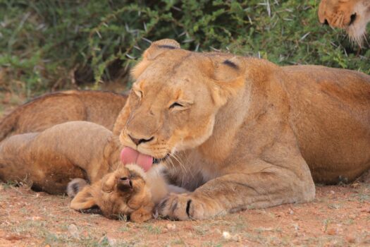 WHAT THE ANIMAL KINGDOM CAN TEACH US THIS MOTHER’S DAY
