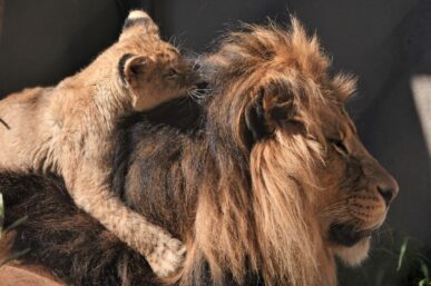 WHAT THE ANIMAL KINGDOM CAN TEACH US ABOUT FATHERHOOD
