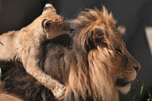 WHAT THE ANIMAL KINGDOM CAN TEACH US ABOUT FATHERHOOD