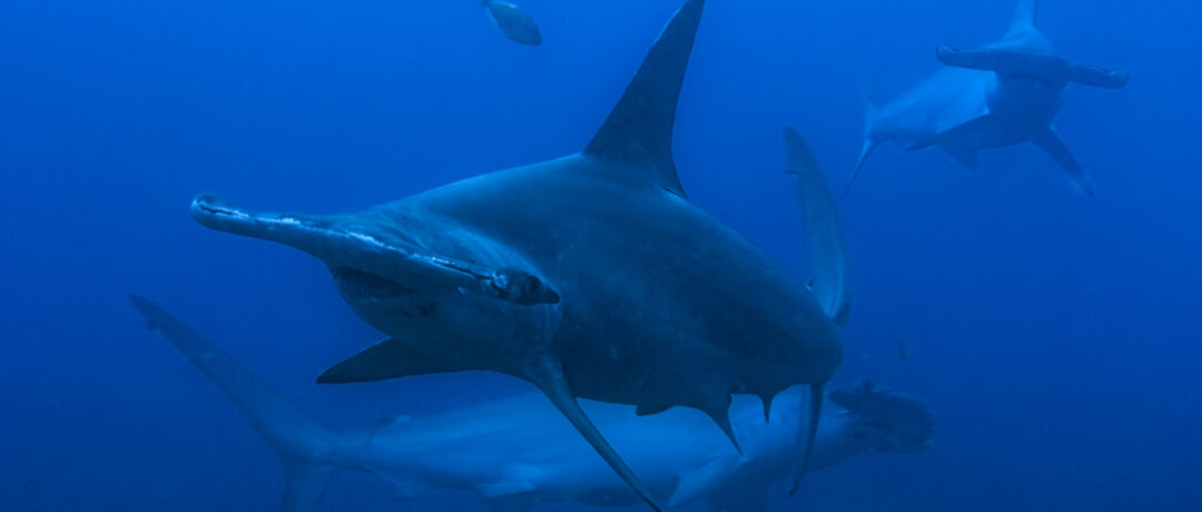 NATGEO’S SHARKFEST RETURNS WITH EVEN MORE SHARK-FILLED FUN