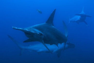 NATGEO’S SHARKFEST RETURNS WITH EVEN MORE SHARK-FILLED FUN