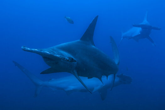 NATGEO’S SHARKFEST RETURNS WITH EVEN MORE SHARK-FILLED FUN