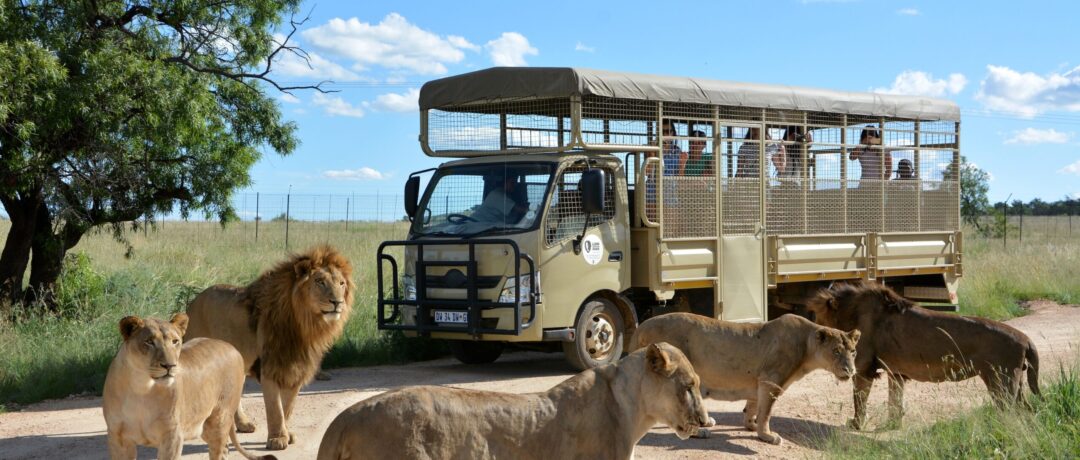 A WILD FAMILY ADVENTURE AWAITS AT THE LION & SAFARI PARK THESE SCHOOL HOLIDAYS