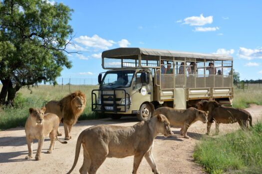 A WILD FAMILY ADVENTURE AWAITS AT THE LION & SAFARI PARK THESE SCHOOL HOLIDAYS